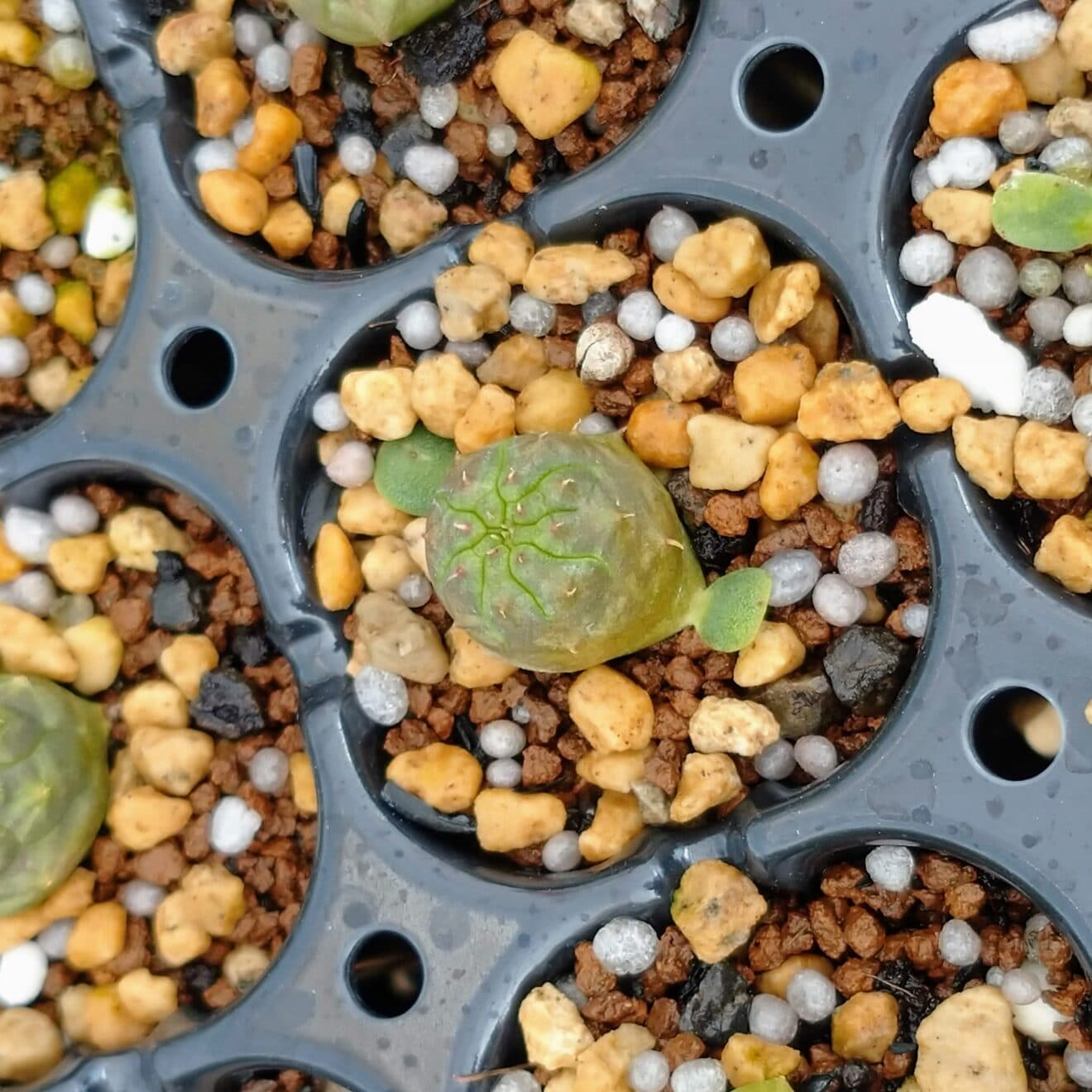 赤ちゃんオベサ