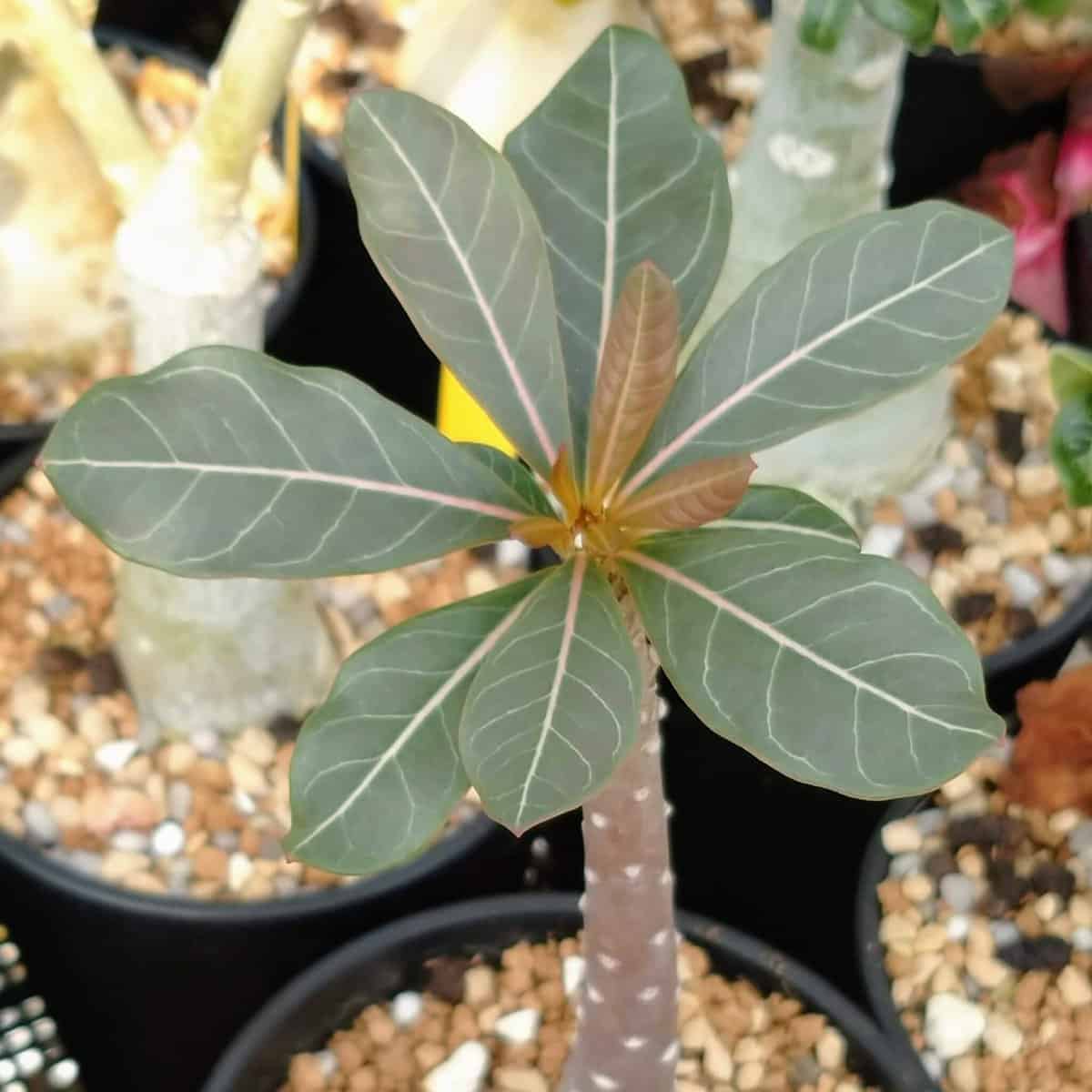 アデニウム・ソコトラナム(Adenium socotranum) | プラントブラザーズ