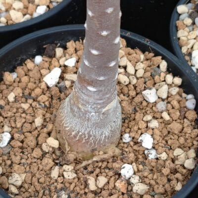 プラントブラザーズ