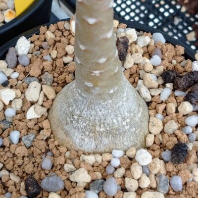 プラントブラザーズ