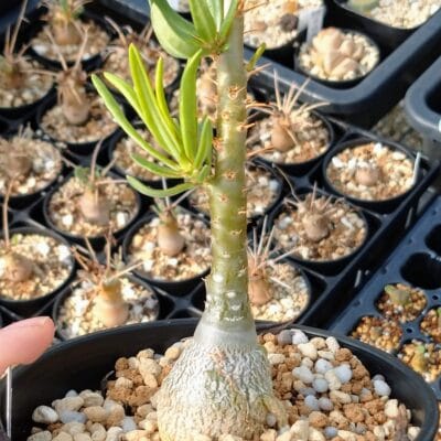 プラントブラザーズ