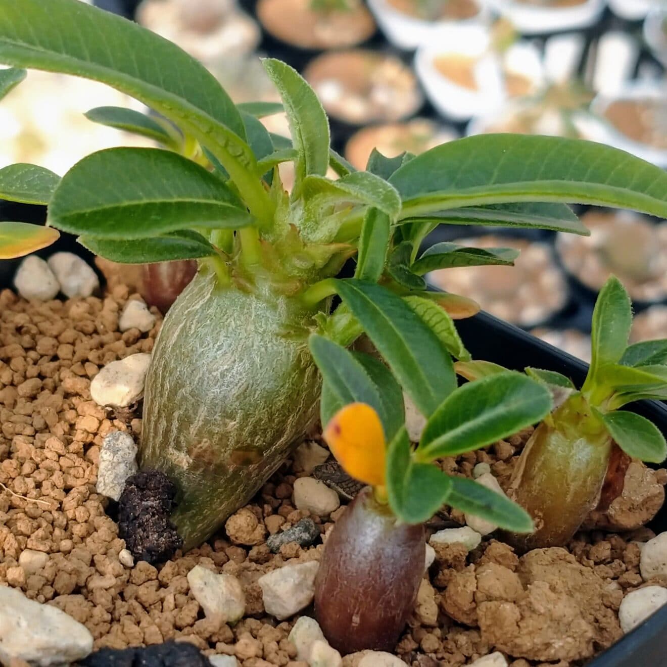 ウィンゾリーの実生苗