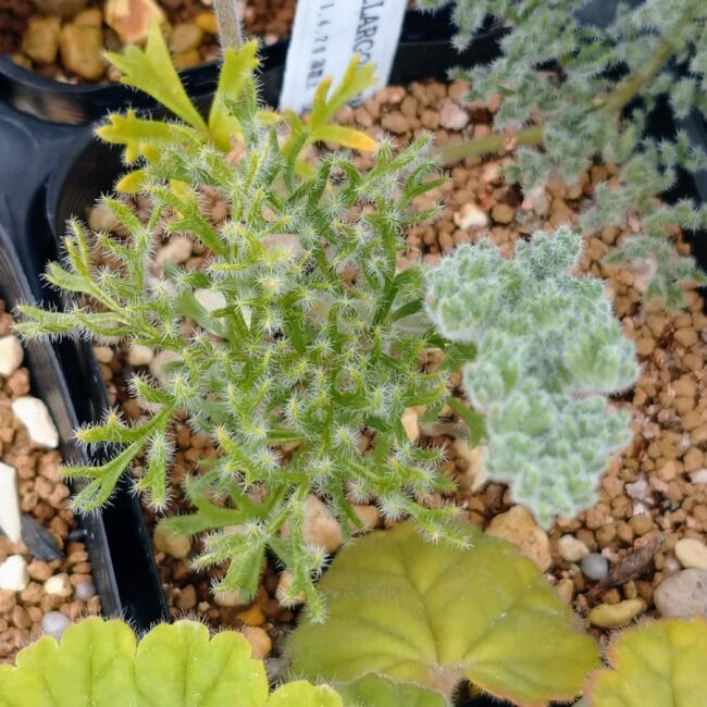 ペラルゴニウム・トリステ(Pelargonium triste) | プラントブラザーズ