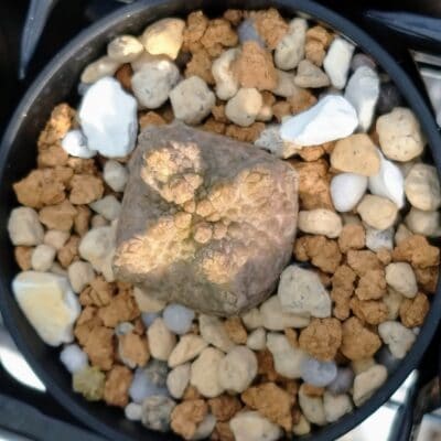 プラントブラザーズ