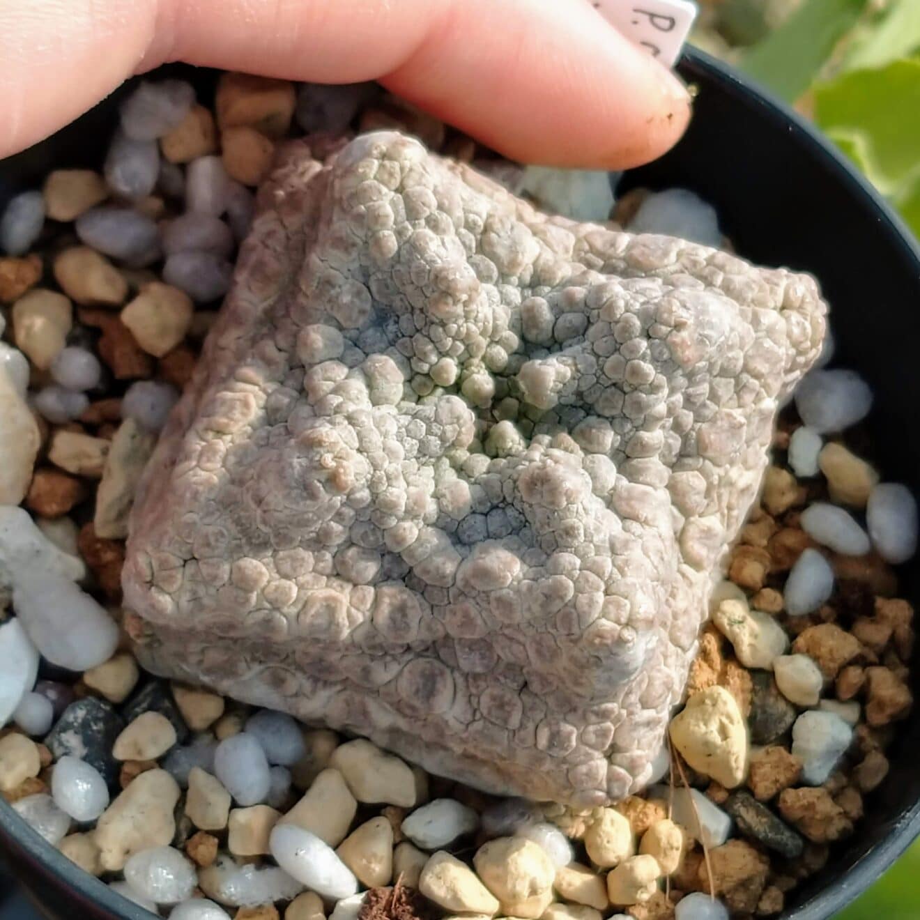 プセウドリトス・クビフォルミス格好いい