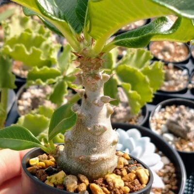 パキポディウム・ウィンゾリー(Pachypodium windsorii)