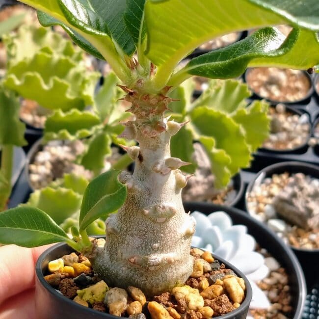 パキポディウム ウィンゾリー Pachypodium Windsoriiコーデックス良型 ...