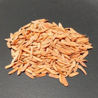 プラントブラザーズ