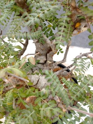 プラントブラザーズ