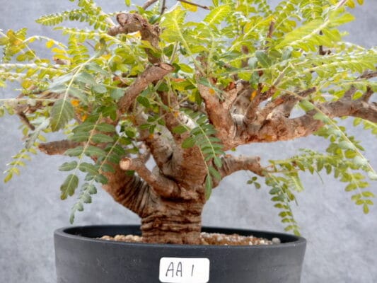 プラントブラザーズ