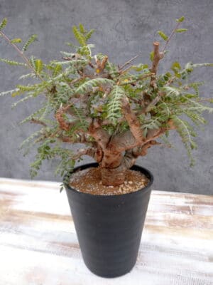 プラントブラザーズ