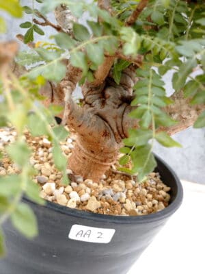 プラントブラザーズ