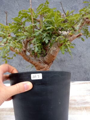 プラントブラザーズ