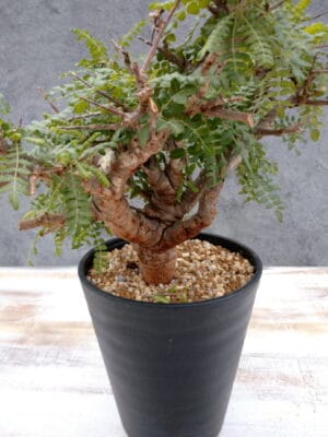 プラントブラザーズ