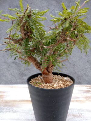 プラントブラザーズ