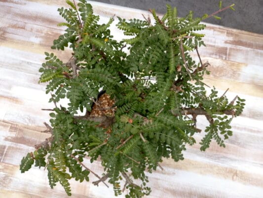 プラントブラザーズ