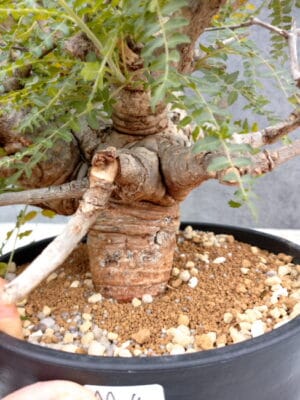 プラントブラザーズ