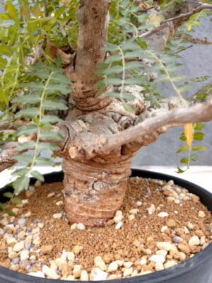 プラントブラザーズ