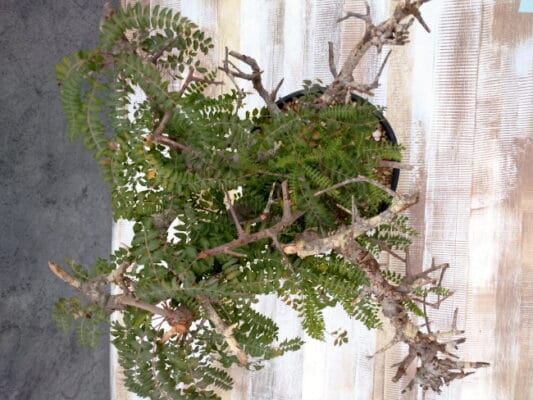 プラントブラザーズ