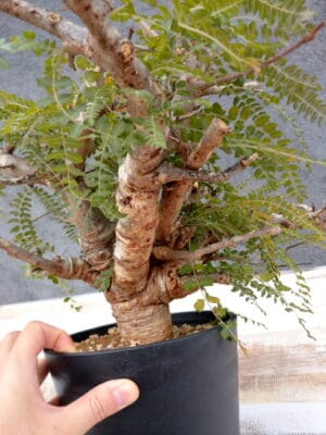 プラントブラザーズ