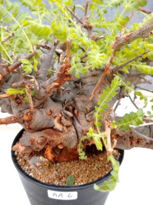 プラントブラザーズ