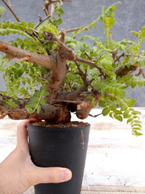 プラントブラザーズ