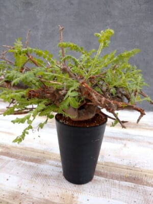 プラントブラザーズ