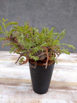 プラントブラザーズ