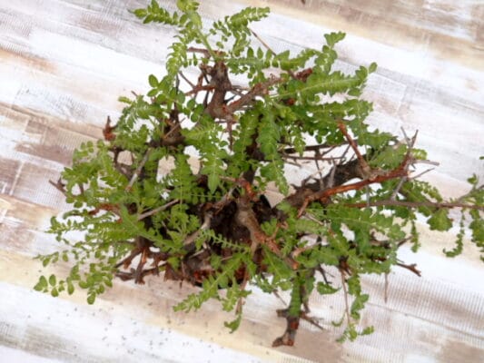 プラントブラザーズ