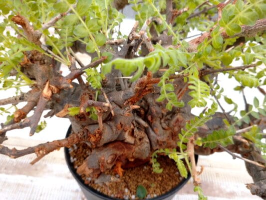 プラントブラザーズ