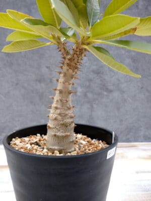 プラントブラザーズ