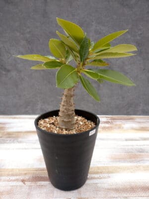 プラントブラザーズ