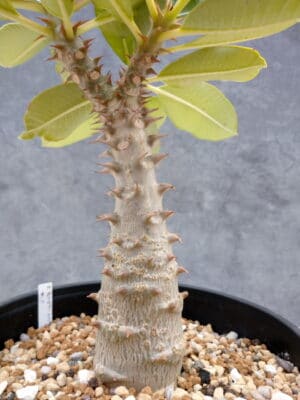 プラントブラザーズ