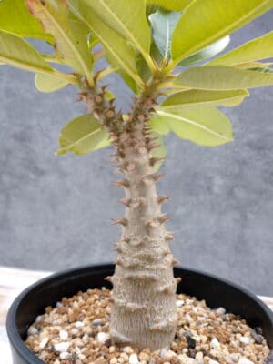 プラントブラザーズ