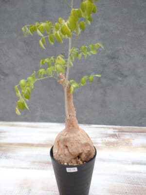 プラントブラザーズ