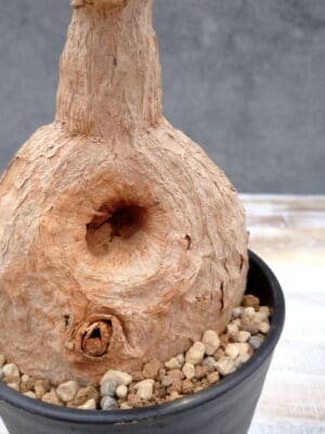 プラントブラザーズ