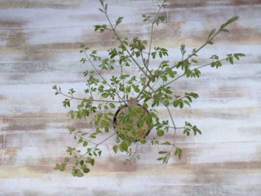 プラントブラザーズ