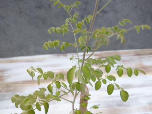 プラントブラザーズ