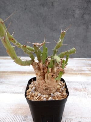 プラントブラザーズ