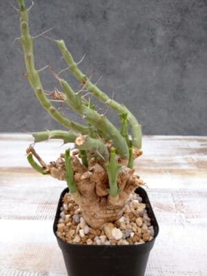 プラントブラザーズ