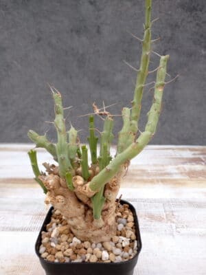 プラントブラザーズ