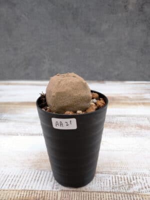 プラントブラザーズ