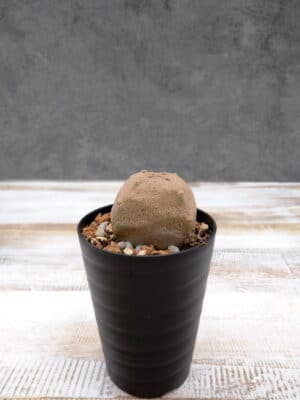 プラントブラザーズ