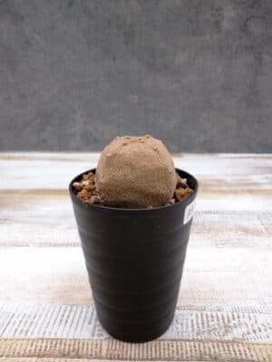 プラントブラザーズ