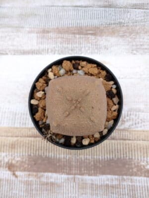 プラントブラザーズ