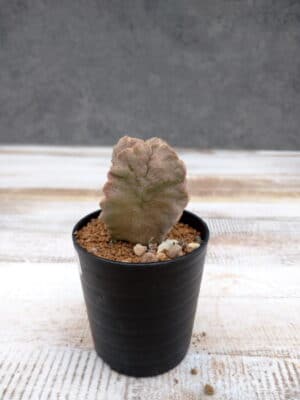 プラントブラザーズ