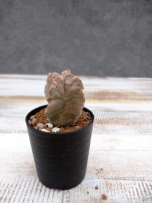 プラントブラザーズ