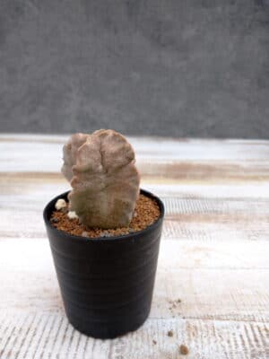 プラントブラザーズ