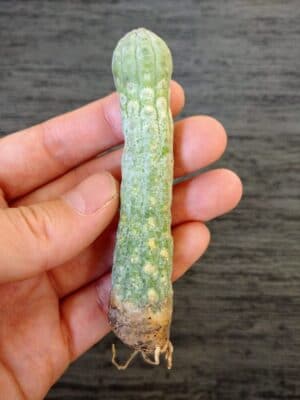 プラントブラザーズ