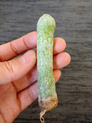 プラントブラザーズ